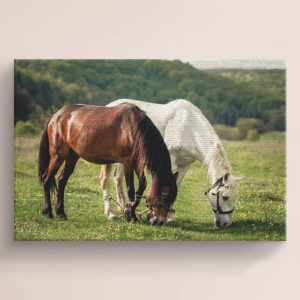 Red and White Horse Canvas