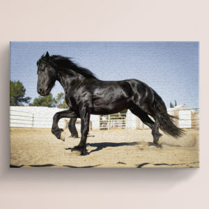 Soot Black Horse Canvas