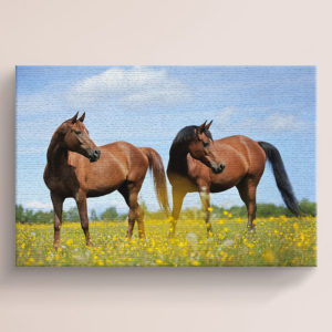 Two Horses Meadow Canvas
